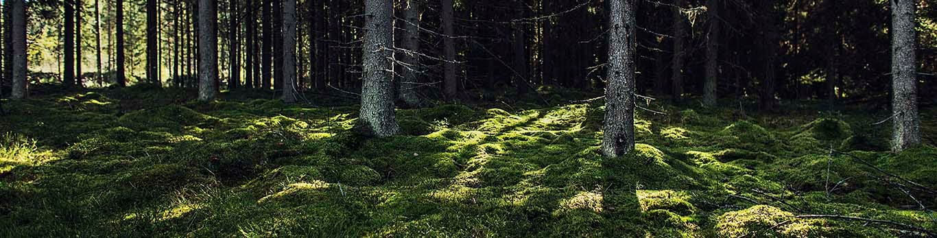 Слънчевите лъчи осветяват гората през клоните
