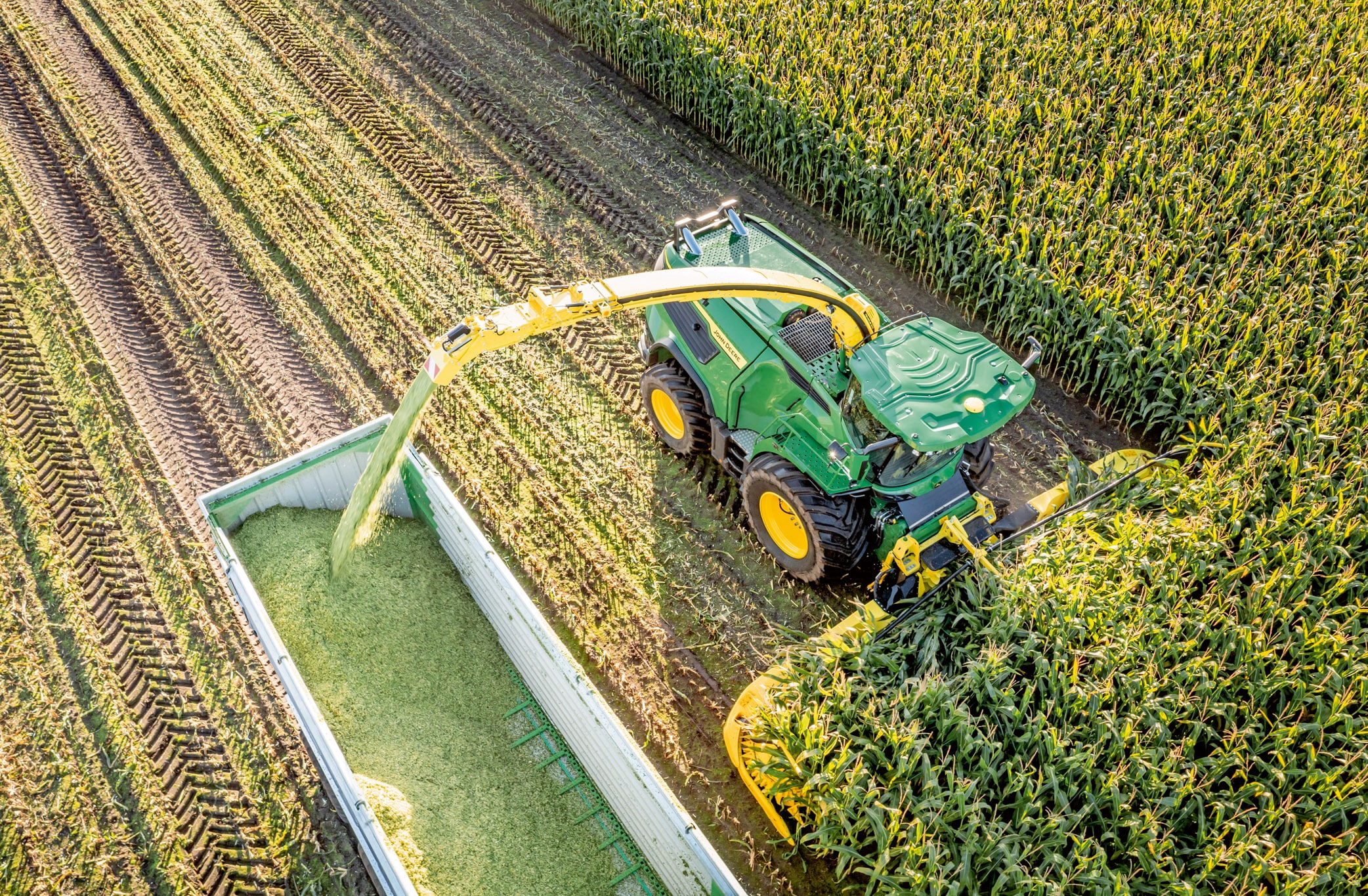 Изглед от въздуха на зелен фуражокомбайн John Deere, който прибира царевица и прехвърля нарязан силаж в ремарке в голямо царевично поле.